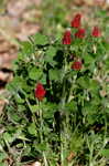 Crimson clover